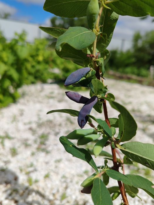 Продам дачу по красноярской трассе