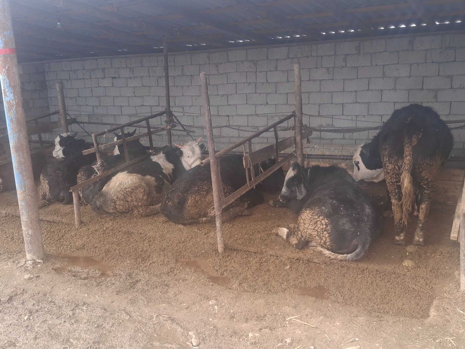 1.5-2 жасар огиздер сатылады