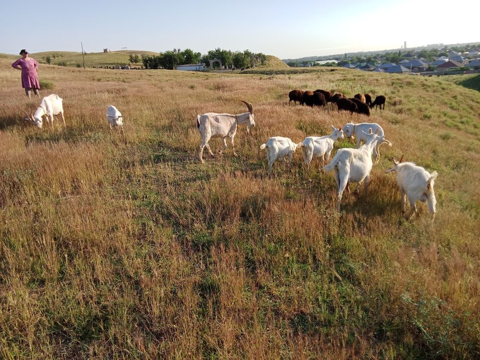 Сауынды ешкілер.