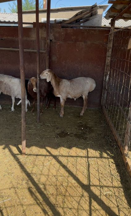 Продается Кошкар 7месяц