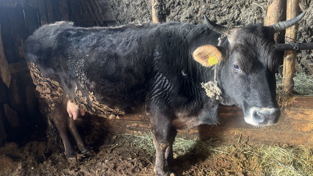 Продам Карову  Крупную