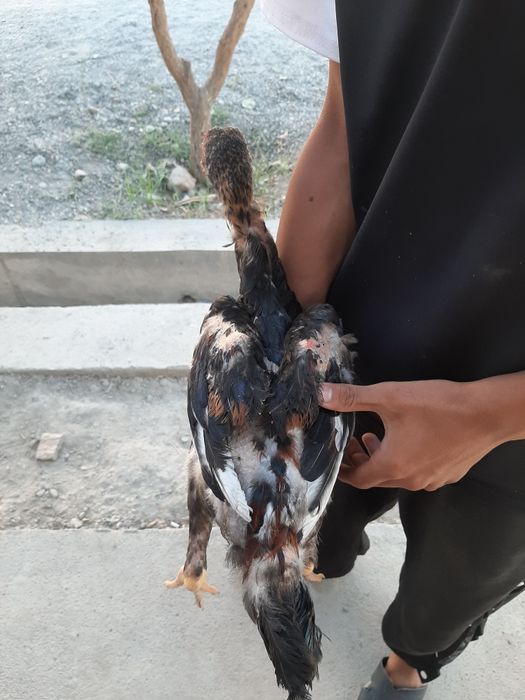 Dakeng xoroz toza zot
