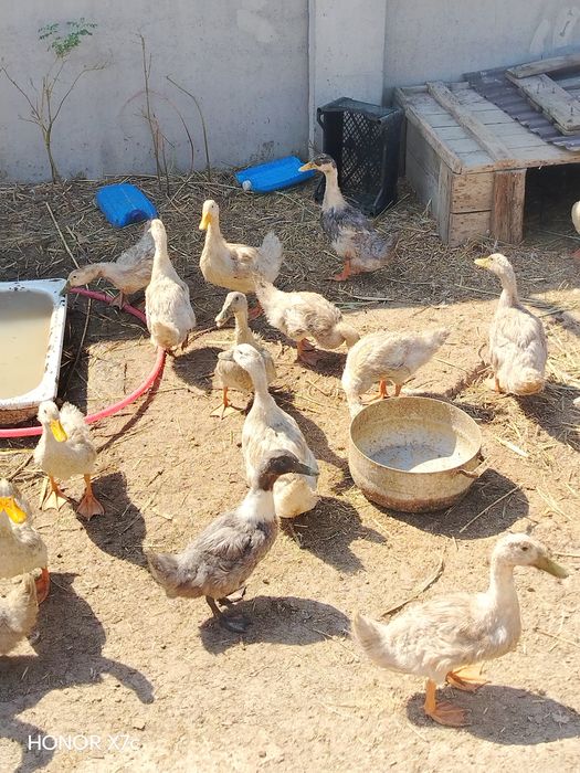 Продам утки молодые