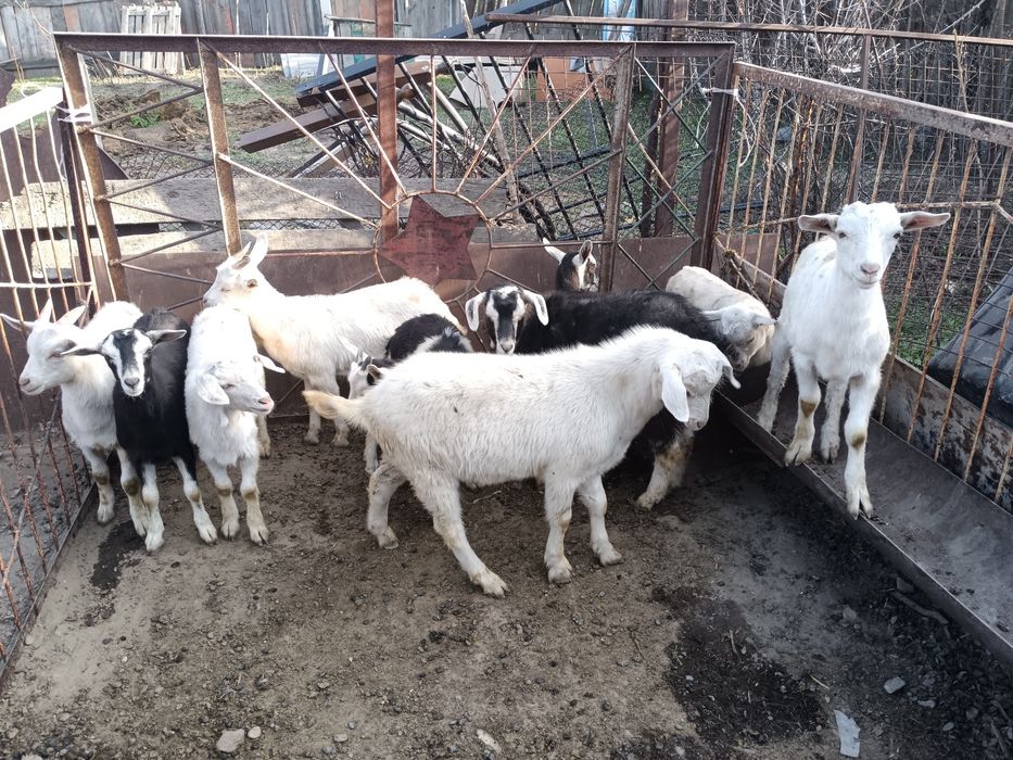 Продам коз, и козлят