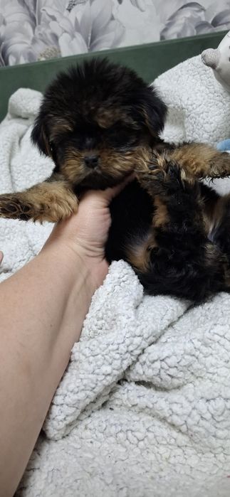 Щенки йоркширского терьера