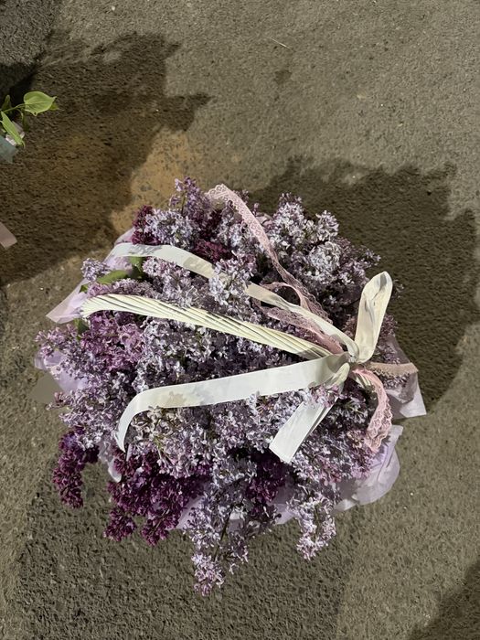 Сирень 10.000 ……………