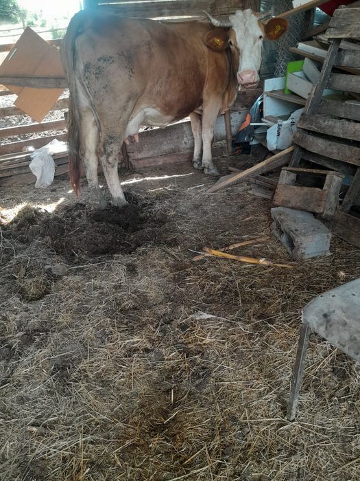 Vand vaca blatata