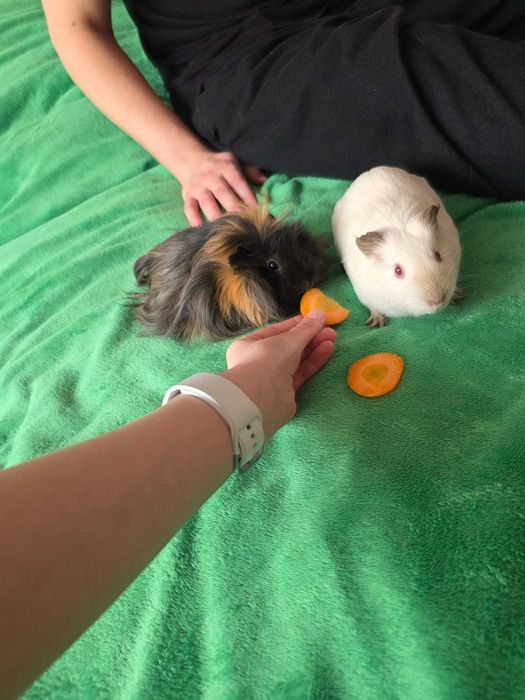 Продам морских свинок