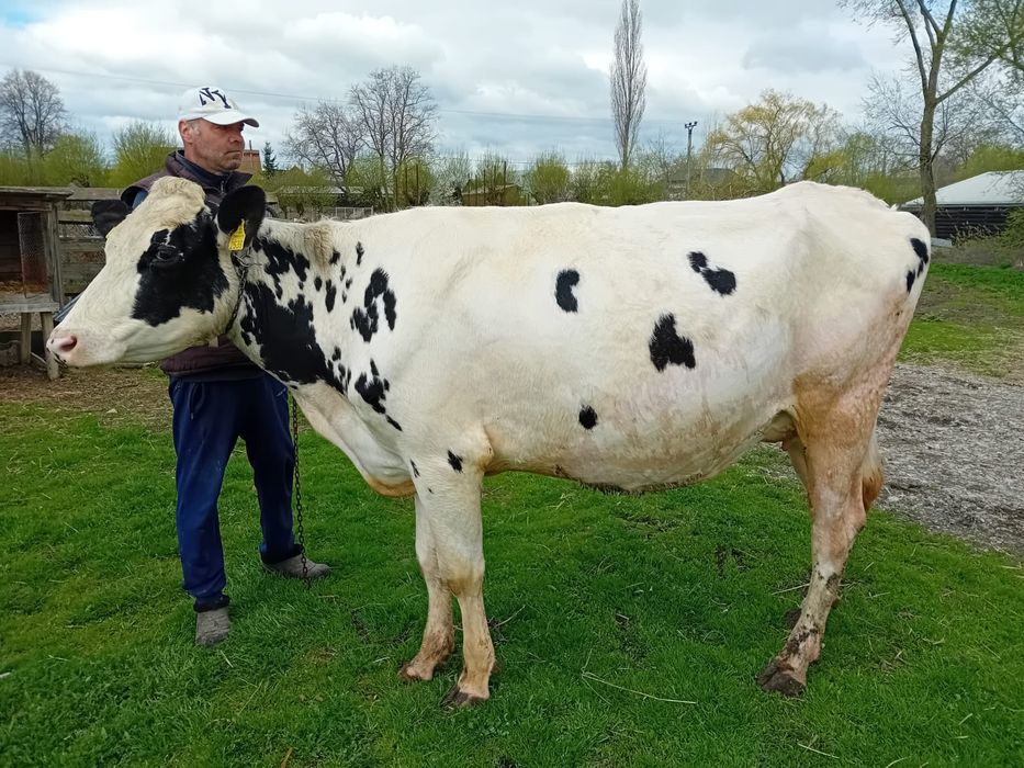 Junică Holstein de vânzare