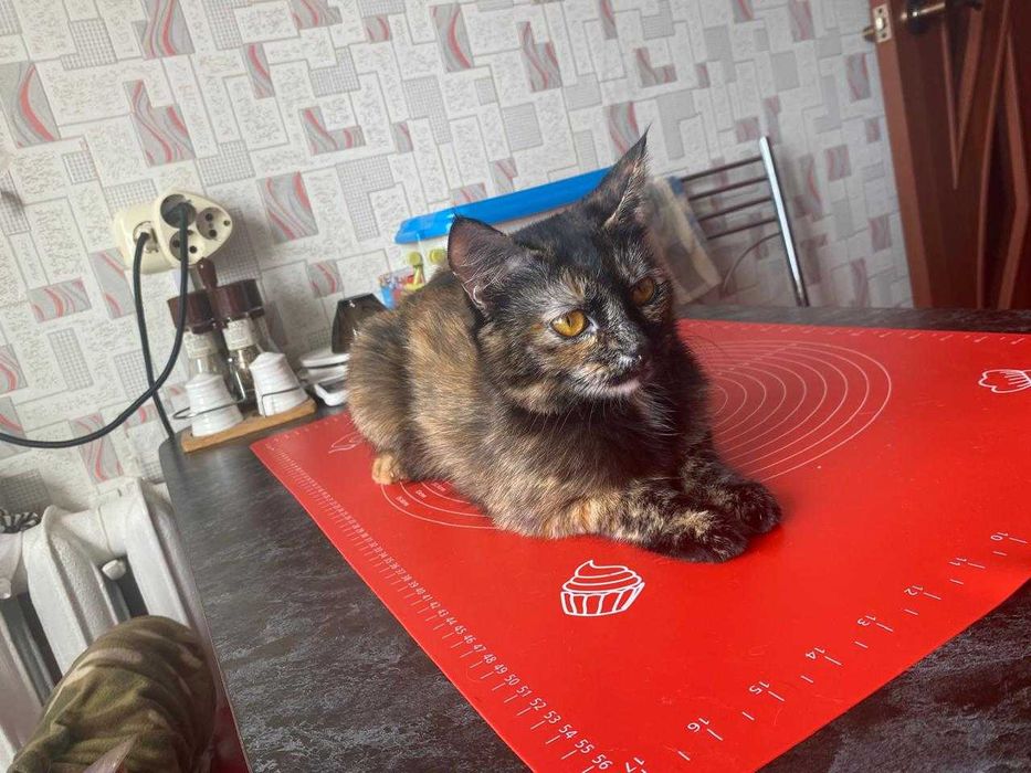 Кошечке нужен дом!