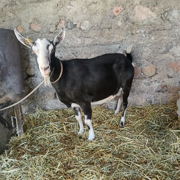 Сауынды сутті ешкі.