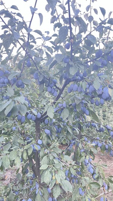 Prune de vanzare(1000kg)