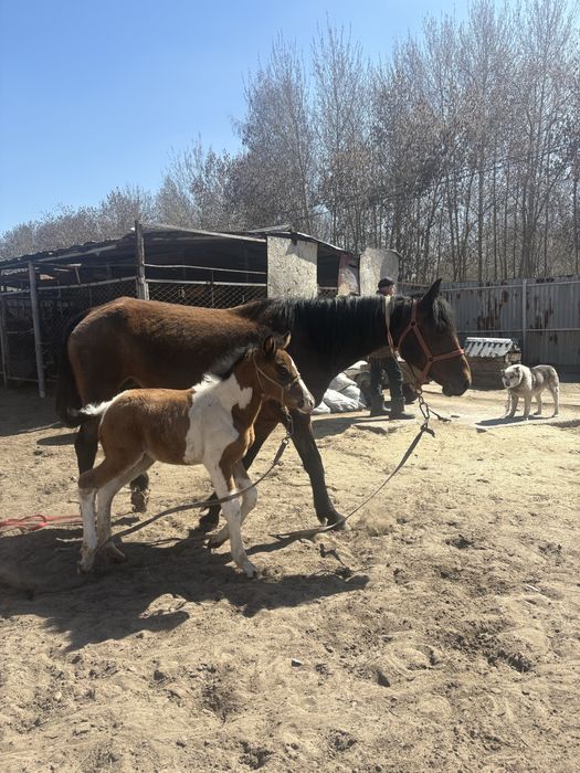 Продам двух кобыл с жеребятами