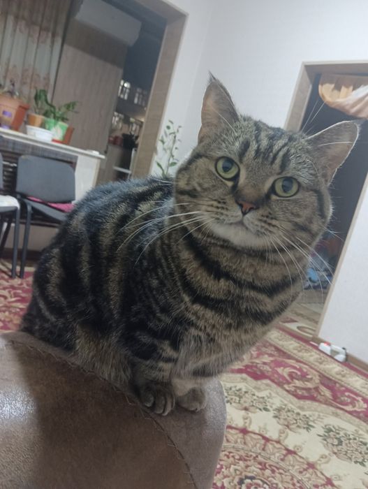 Продам кота Манчкин