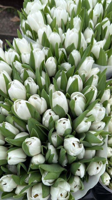 Тюльпаны Голландские Оптом