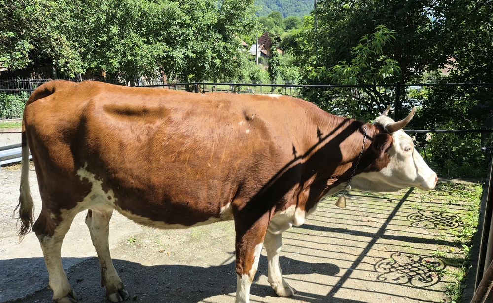 Vacă  cu vițea   de vânzare