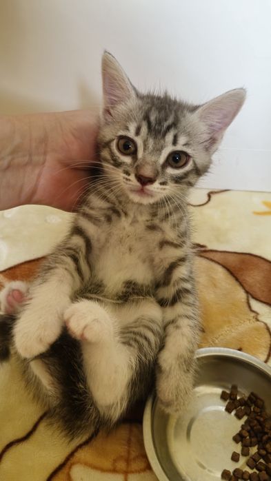Котёнок Шымкент.