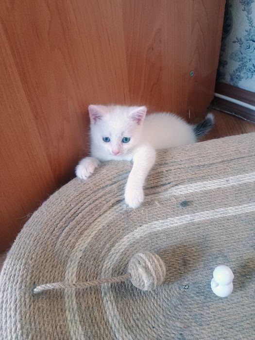 Отдам в добрые руки котенка