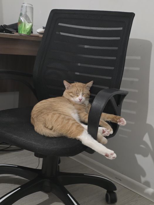 Рыжий кот привитый