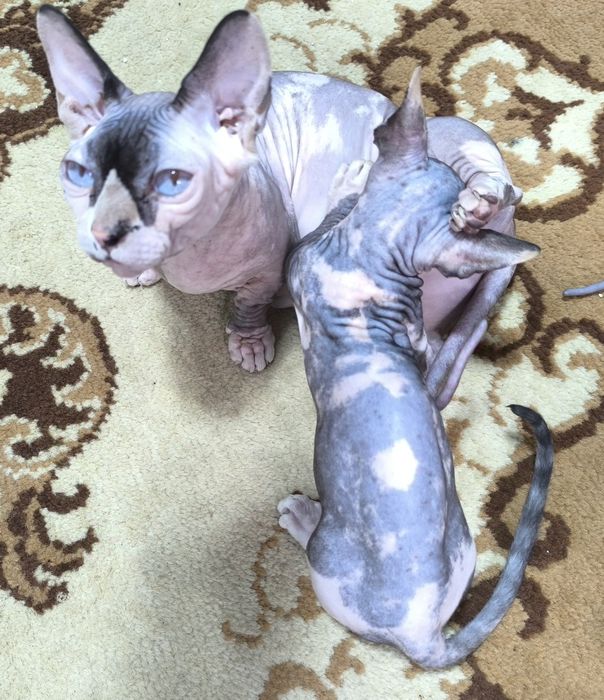 Продаются девочки бамбино шорт. И один мальчик