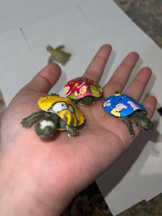 Черепаха для вашего ребенка