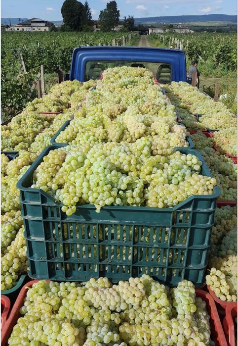 Struguri de vin garantam un vin delicios