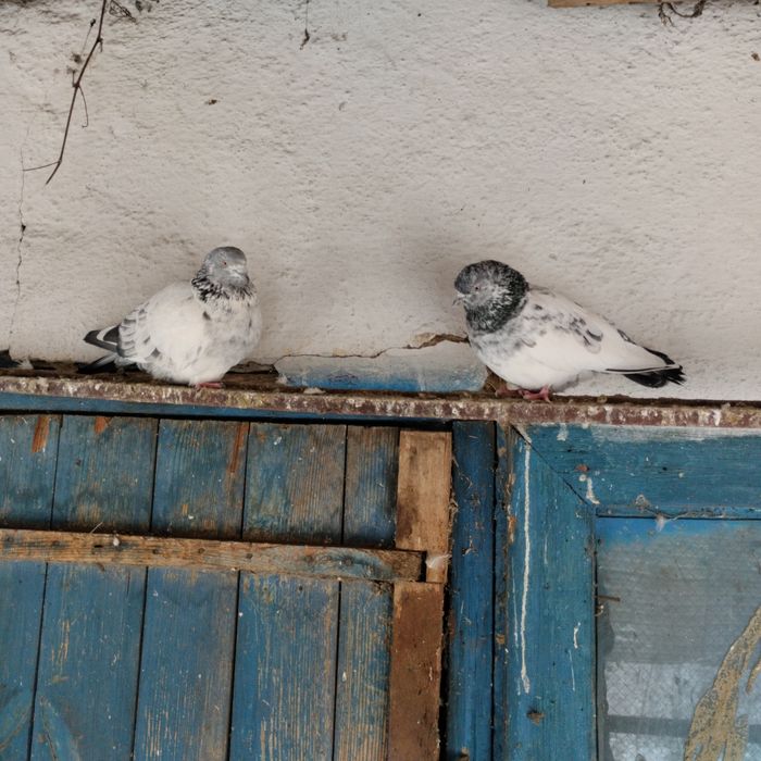 Продам голубей пакистанцев