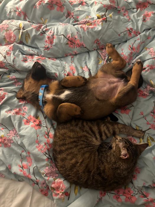 Cățelușa spre adoptie