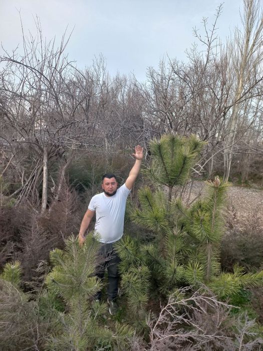 Qirimiski sasna sotiladii