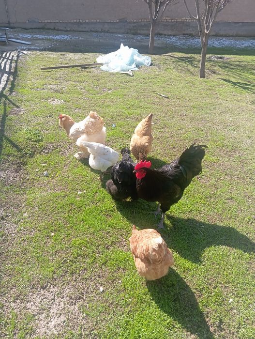 Xoroz tovuqlar sotiladi hammasi sogʻlom tuxumga kirvotti