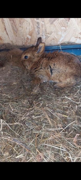 Vând iepuri maturi și pui