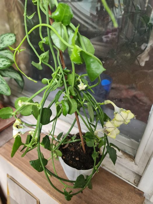 3 цветка по разным ценам