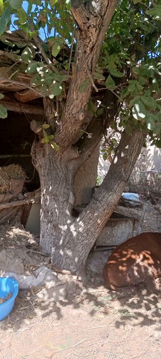 2 Yong'oq daraxti sotiladi