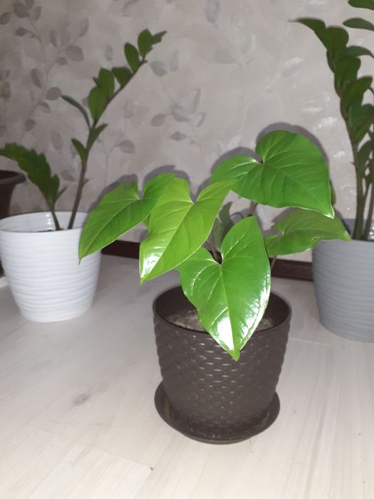 Гүлдер жап жасыл адемы боп турады