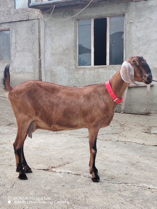 Capre Anglo Nubian cu pedigree