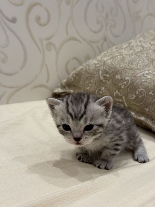 Продам котят скоттиш страйт
