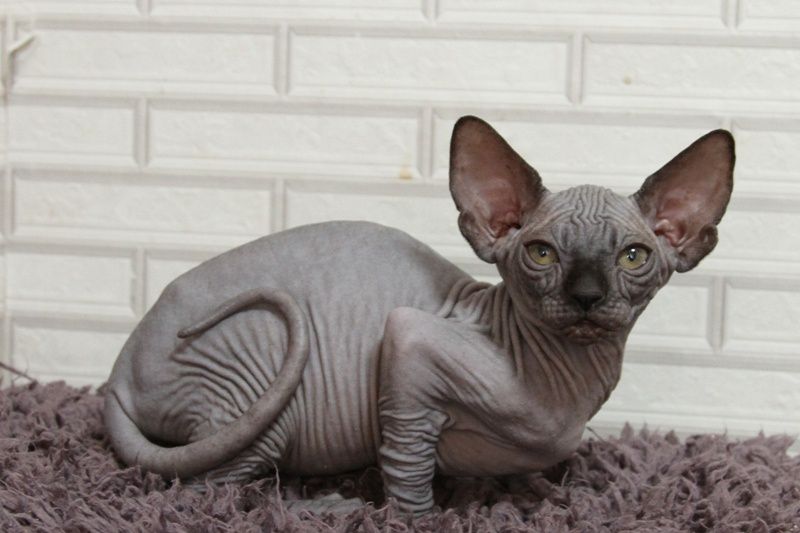 Котята канадского сфинкса