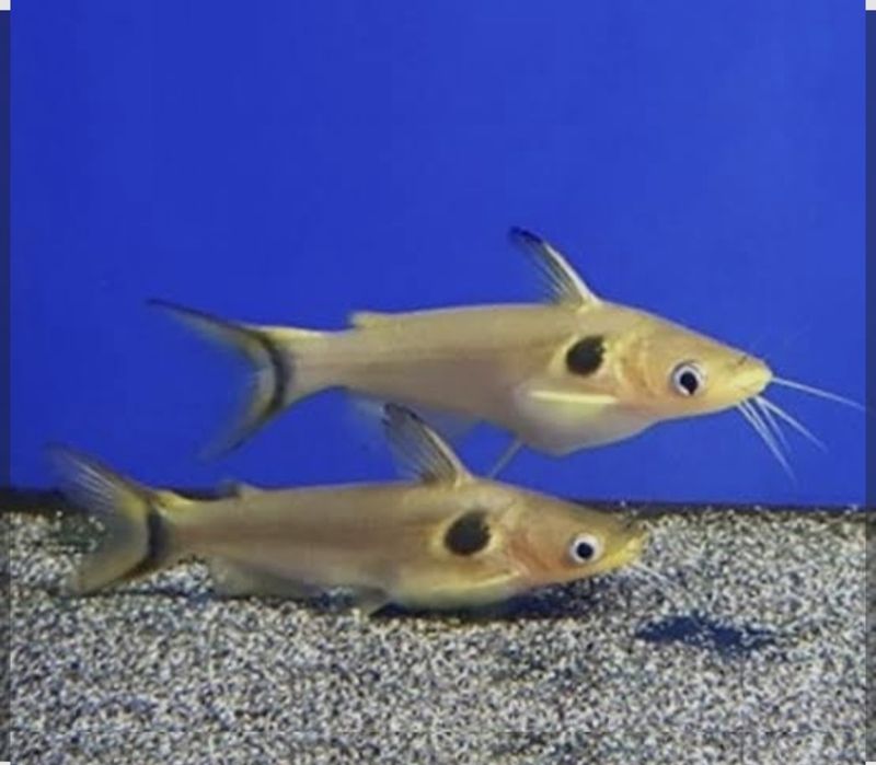 Продаю сом перевёртыш, павлиний глаз.