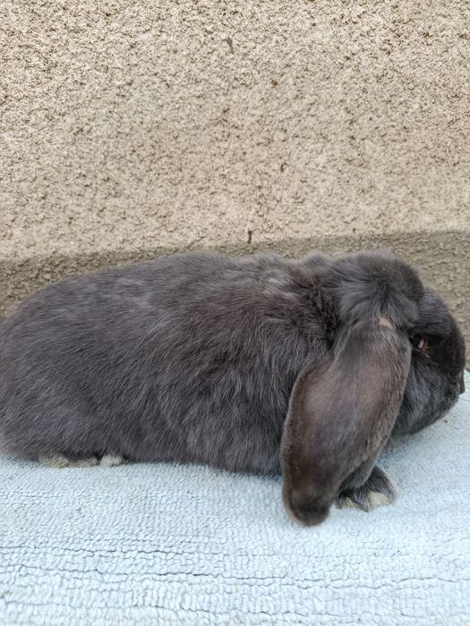 Mascul berbec german albastru