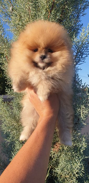 Померан в продажба