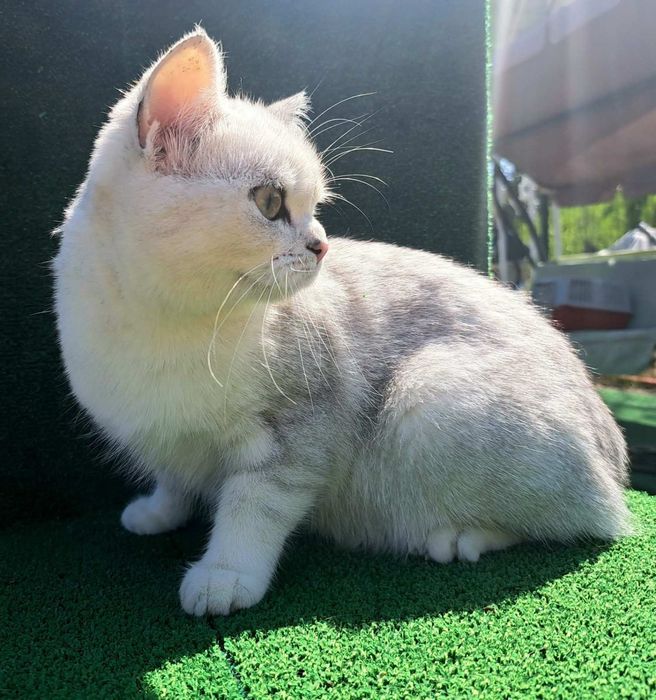 Шотландско котенце