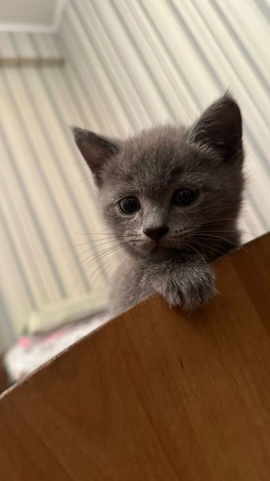 Британский котёнок