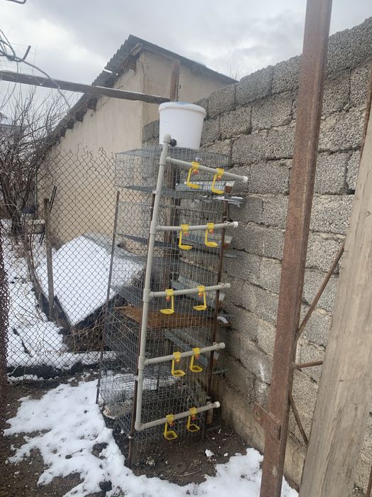 Бөденеге арналган корас