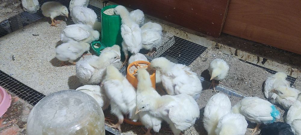 Продам цыплят бройлеров,
