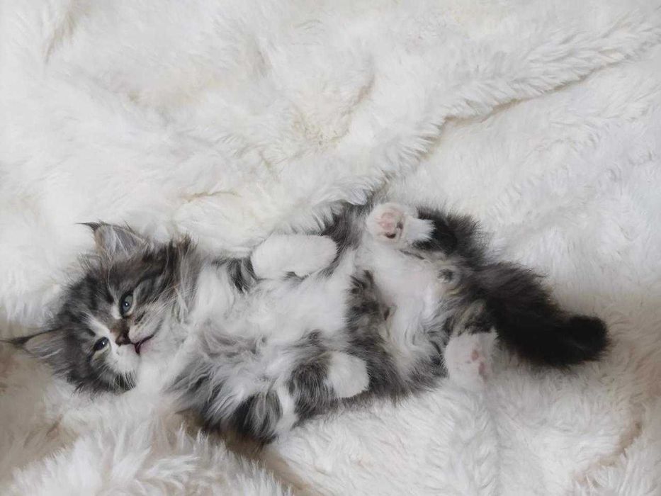 Котенок, созданный для любви!