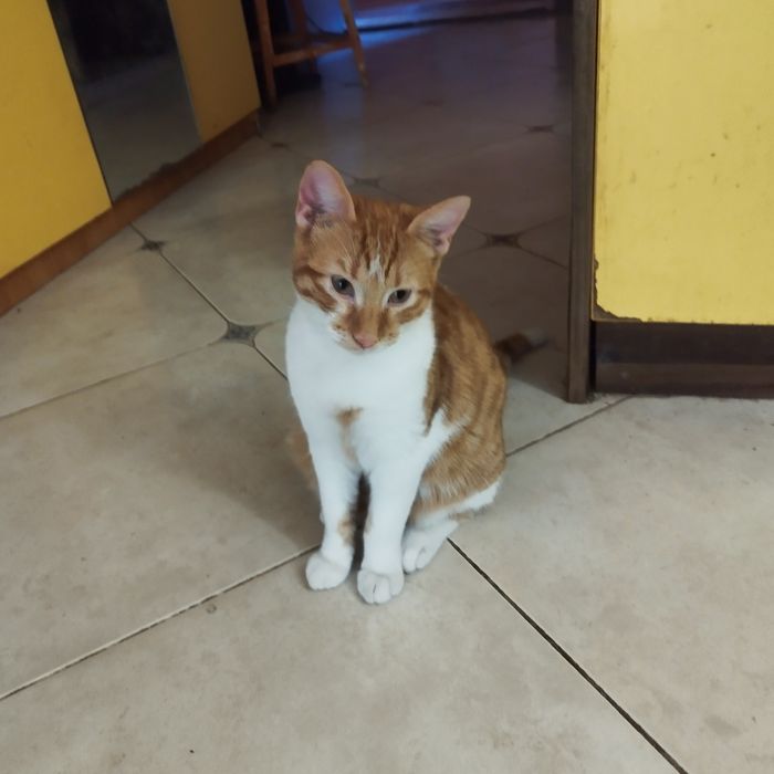 котенца от Созопол