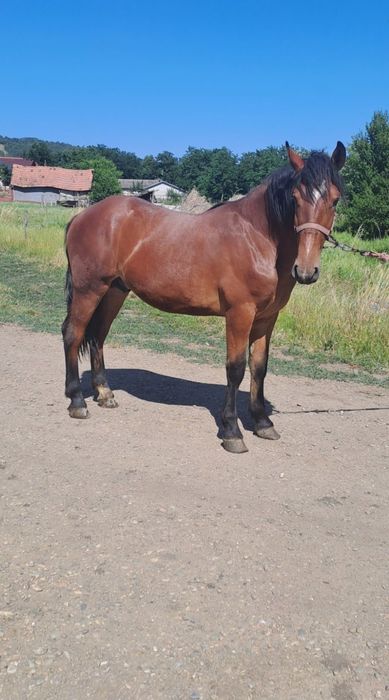 Vând armăsar de 1 an