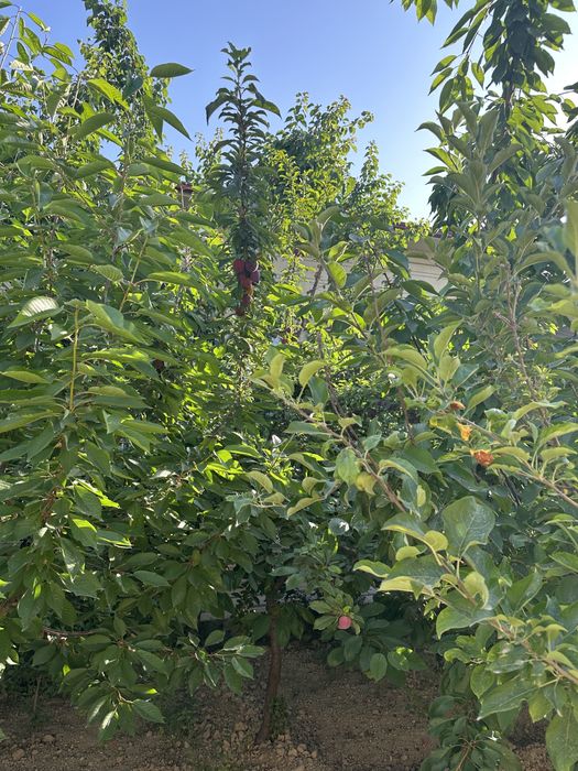 Продаю свой участок  (20х30) на против парка Янги Узбекисна 300 метров