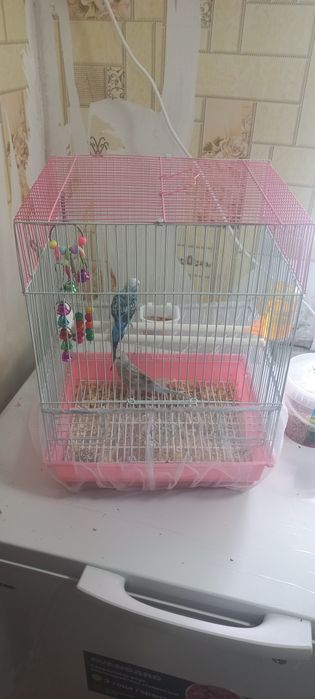 Попугай продам все вместе