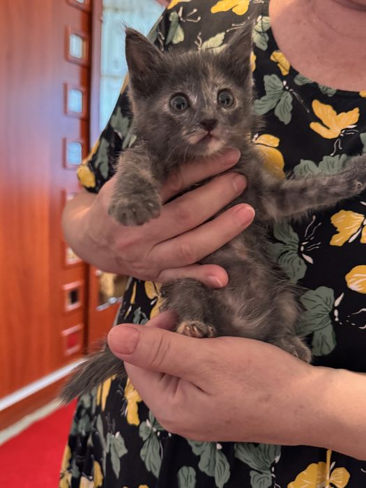 Котенок в добрые руки. Очень красивая девочка